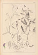 Herbier de la flore française Pl0501 - Louis Antoine Cusin — widok dzieła
