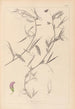 Herbier de la flore française Pl0502 - Louis Antoine Cusin — widok dzieła