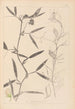 Herbier de la flore française Pl0503 - Louis Antoine Cusin — widok dzieła