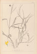Herbier de la flore française Pl0504 - Louis Antoine Cusin — widok dzieła