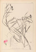 Herbier de la flore française Pl0505 - Louis Antoine Cusin — widok dzieła