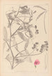 Herbarium francuskiej flory Pl0506 - Louis Antoine Cusin — widok dzieła