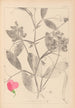Herbier de la flore française Pl0507 - Louis Antoine Cusin — widok dzieła