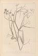 Herbier de la flore française Pl0508 - Louis Antoine Cusin — widok dzieła