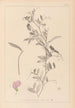 Herbarium francuskiej flory Pl0509 - Louis Antoine Cusin — widok dzieła