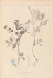 Herbier de la flore française Pl0511 - Louis Antoine Cusin — widok dzieła