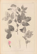 Herbier de la flore française Pl0512 - Louis Antoine Cusin — widok dzieła