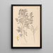 Herbier de la flore française Pl0513 - Louis Antoine Cusin — oprawiony obraz na ścianie