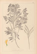 Herbier de la flore française Pl0513 - Louis Antoine Cusin — widok dzieła