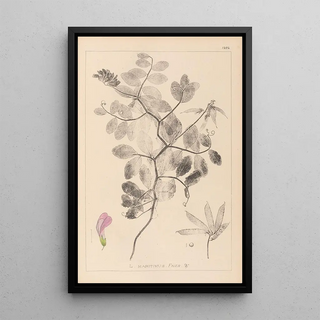 Louis Antoine Cusin - Herbier de la flore franaise Pl0514.webp