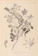 Herbier de la flore française Pl0514 - Louis Antoine Cusin — widok dzieła