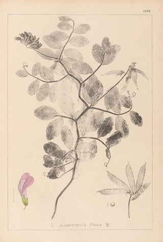 Louis Antoine Cusin - Herbier de la flore franaise Pl0514.webp