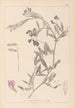 Herbier de la flore française Pl0515 - Louis Antoine Cusin — widok dzieła