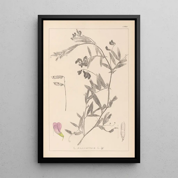 Louis Antoine Cusin - Herbier de la flore franaise Pl0515.webp