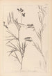 Herbier de la flore française Pl0516 - Louis Antoine Cusin — widok dzieła
