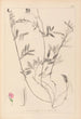 Herbier de la flore française Pl0517 - Louis Antoine Cusin — widok dzieła