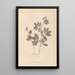 Herbier de la flore française Pl0518 - Louis Antoine Cusin — oprawiony obraz na ścianie