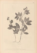 Herbier de la flore française Pl0518 - Louis Antoine Cusin — widok dzieła