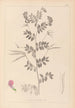Herbier de la flore française Pl0519 - Louis Antoine Cusin — widok dzieła