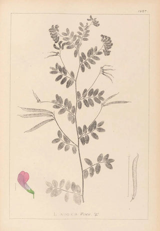 Louis Antoine Cusin - Herbier de la flore franaise Pl0519.webp