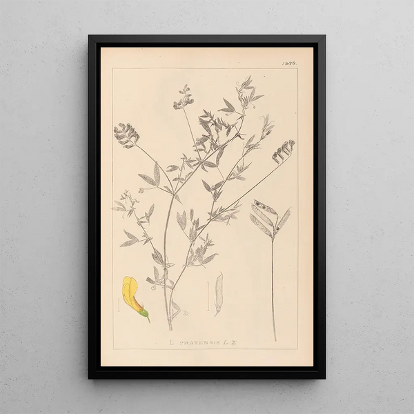 Louis Antoine Cusin - Herbier de la flore franaise Pl0520.webp
