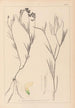 Herbier de la flore française Pl0521 - Louis Antoine Cusin — widok dzieła