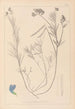 Herbier de la flore française Pl0522 - Louis Antoine Cusin — widok dzieła
