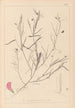 Herbier de la flore française Pl0523 - Louis Antoine Cusin — widok dzieła