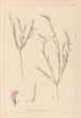Herbier de la flore française Pl0525 - Louis Antoine Cusin — widok dzieła
