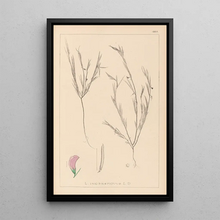 Louis Antoine Cusin - Herbier de la flore franaise Pl0525.webp