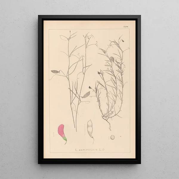 Louis Antoine Cusin - Herbier de la flore franaise Pl0526.webp