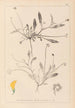 Herbier de la flore française Pl0528 - Louis Antoine Cusin — widok dzieła