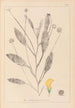 Herbier de la flore française Pl0529 - Louis Antoine Cusin — widok dzieła