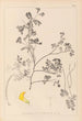 Herbier de la flore française Pl0530 - Louis Antoine Cusin — widok dzieła