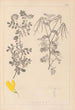 Herbier de la flore française Pl0531 - Louis Antoine Cusin — widok dzieła