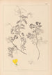 Herbier de la flore française Pl0532 - Louis Antoine Cusin — widok dzieła