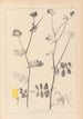 Herbier de la flore française Pl0533 - Louis Antoine Cusin — widok dzieła