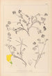 Herbier de la flore française Pl0534 - Louis Antoine Cusin — widok dzieła