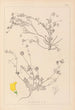 Herbier de la flore française Pl0535 - Louis Antoine Cusin — widok dzieła