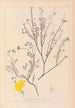 Herbarium francuskiej flory Pl0536 - Louis Antoine Cusin — widok dzieła