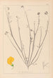 Herbier de la flore française Pl0537 - Louis Antoine Cusin — widok dzieła