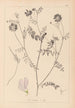 Herbier de la flore française Pl0538 - Louis Antoine Cusin — widok dzieła