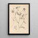 Herbier de la flore française Pl0538 - Louis Antoine Cusin — oprawiony obraz na ścianie