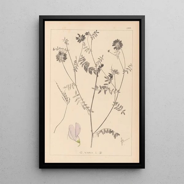 Louis Antoine Cusin - Herbier de la flore franaise Pl0538.webp