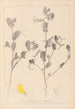 Herbier de la flore française Pl0539 - Louis Antoine Cusin — widok dzieła