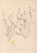 Herbier de la flore française Pl0540 - Louis Antoine Cusin — widok dzieła