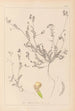 Herbier de la flore française Pl0541 - Louis Antoine Cusin — widok dzieła