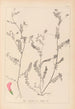 Herbarium francuskiej flory Pl0542 - Louis Antoine Cusin — widok dzieła
