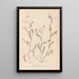 Louis Antoine Cusin - Herbier de la flore franaise Pl0542.webp