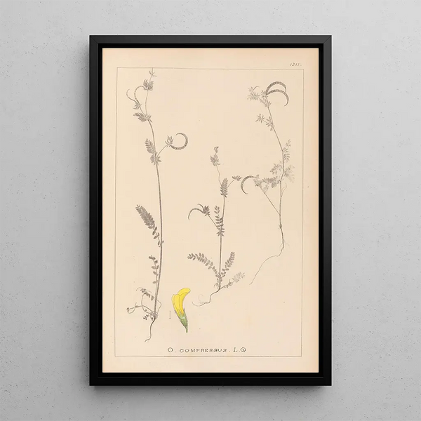 Louis Antoine Cusin - Herbier de la flore franaise Pl0543.webp